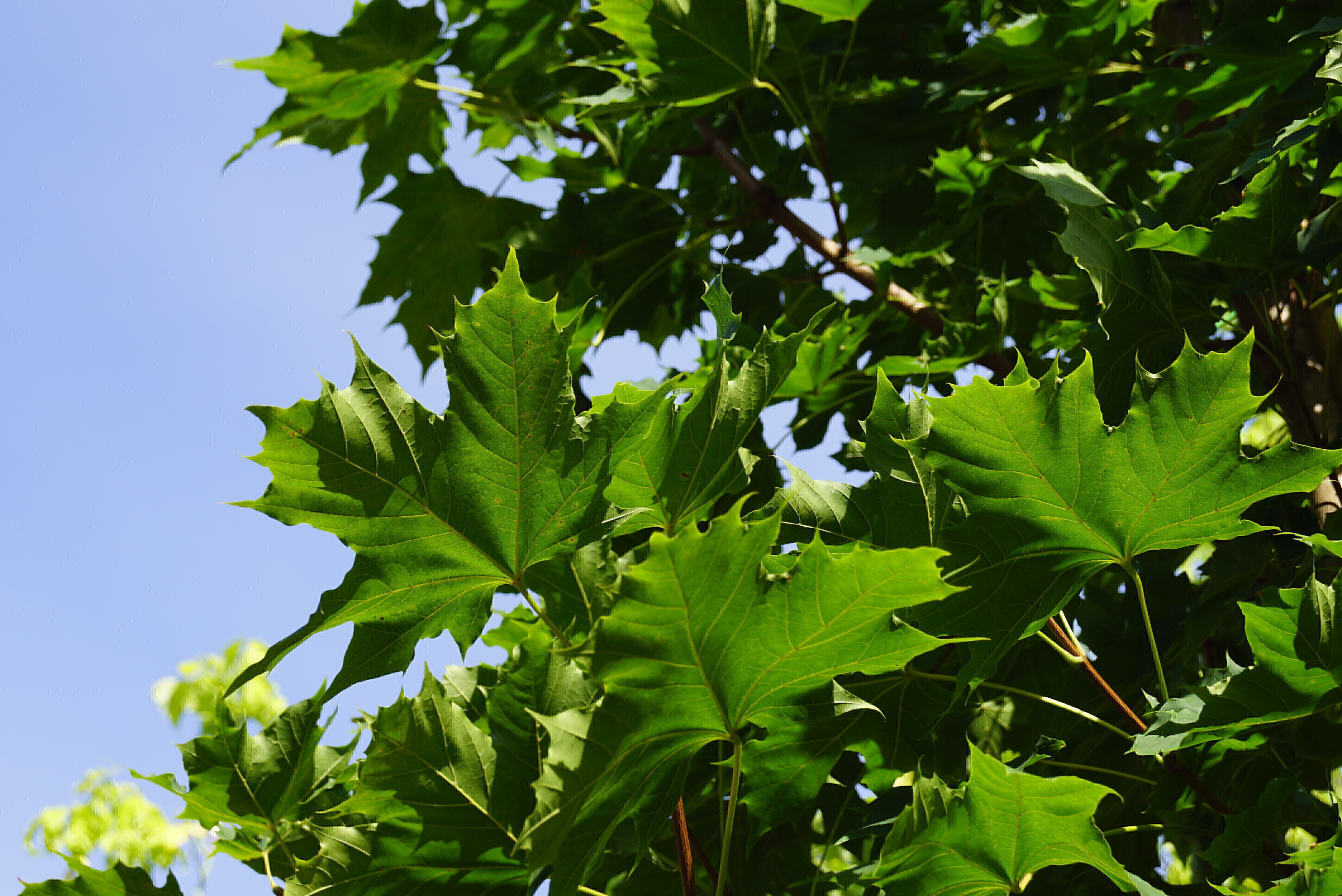 Acer platanoides 'Columnare' (6)